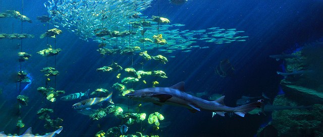 姫路市立水族館