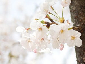 sakura　桜