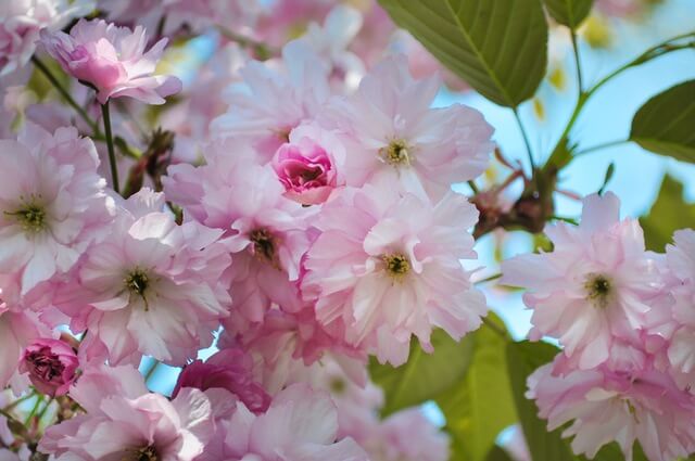 flower-blossoms-pink (1)