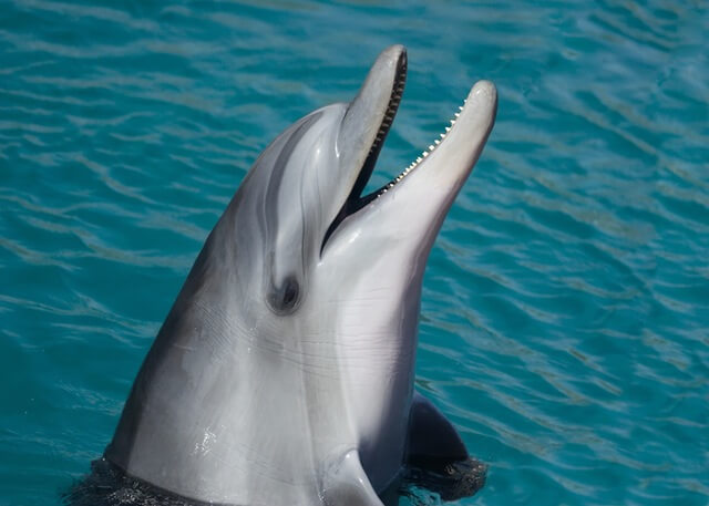 dolphin-sea-marine-smart (1)